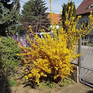  Apartment Garden Donau-city Österreich